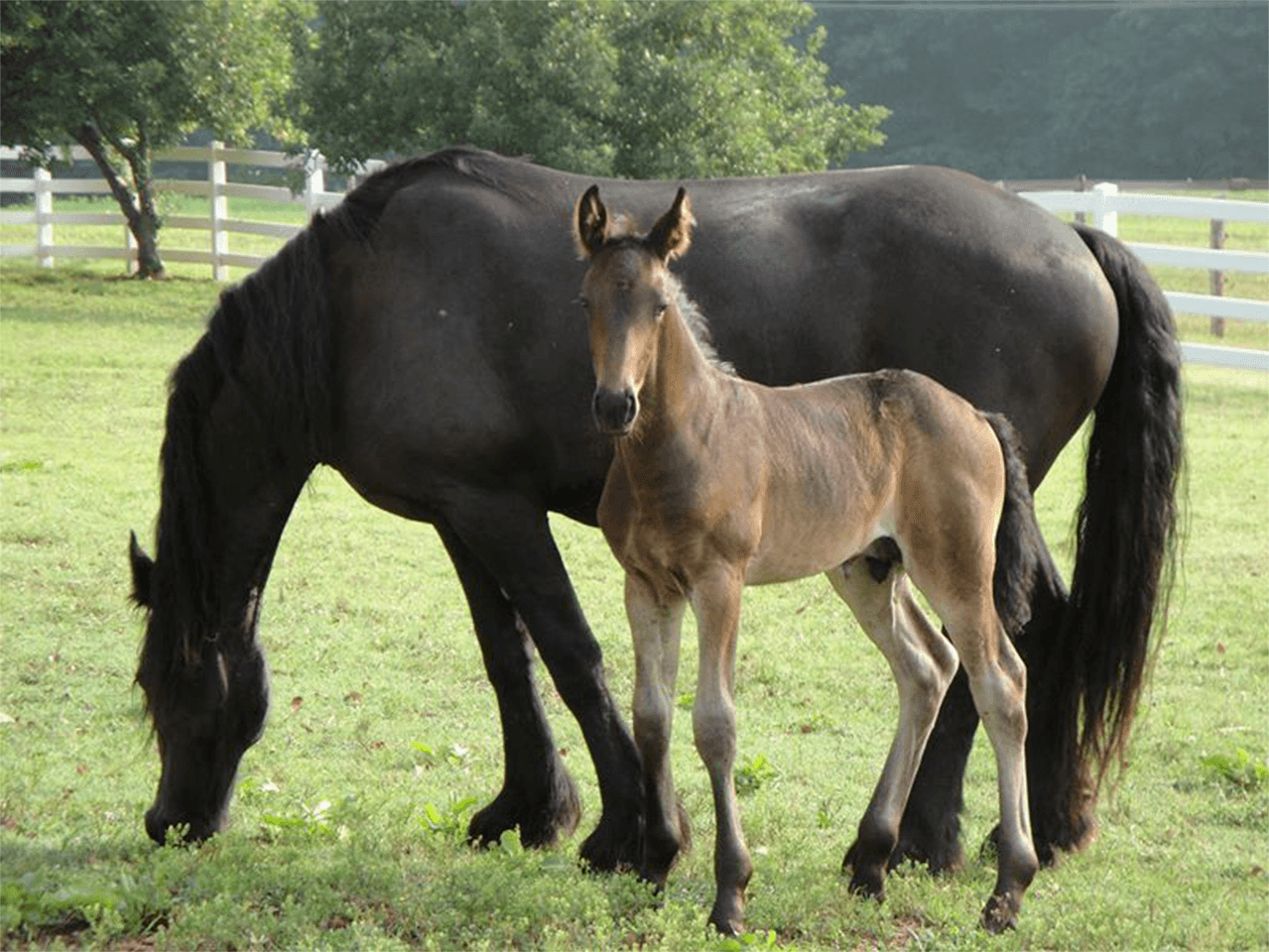 Mare and foal at Greystone Reproduction Service